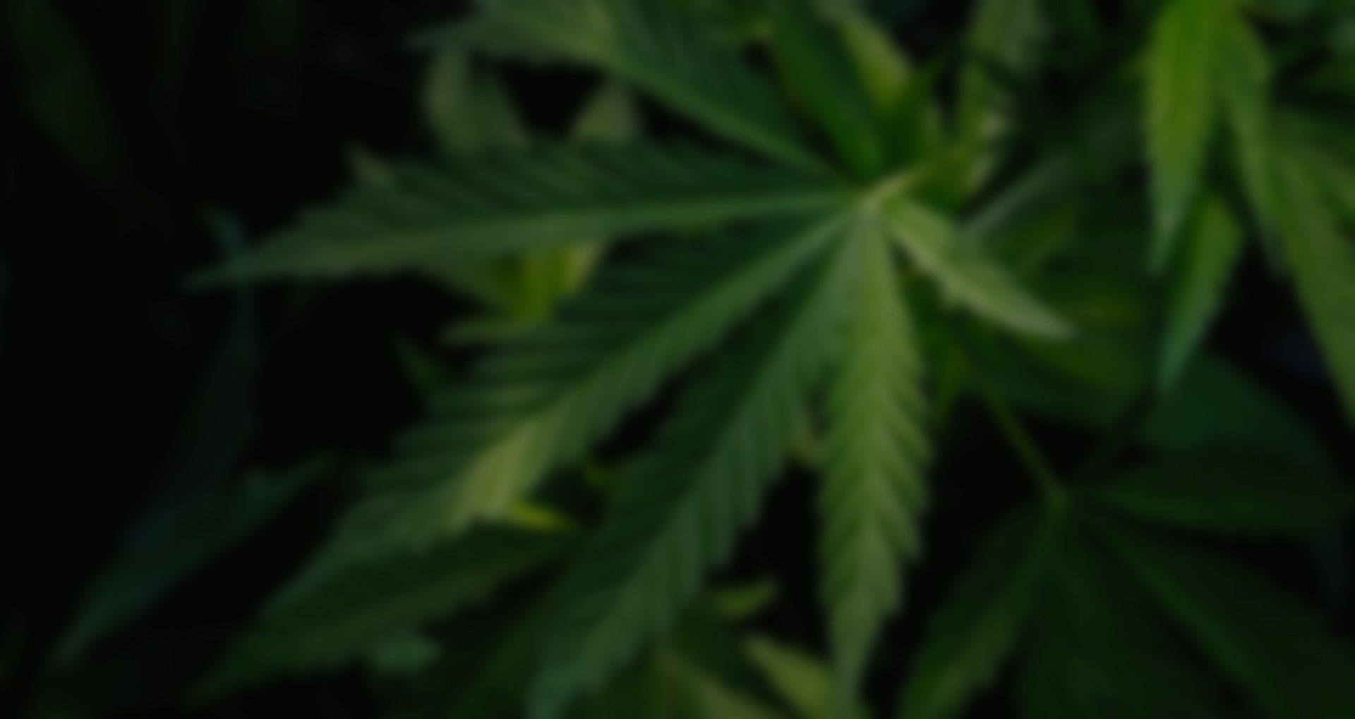 w-hemp-slider-3
